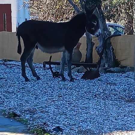 Casa Janeiro Alentejo Βίλα Portalegre Εξωτερικό φωτογραφία