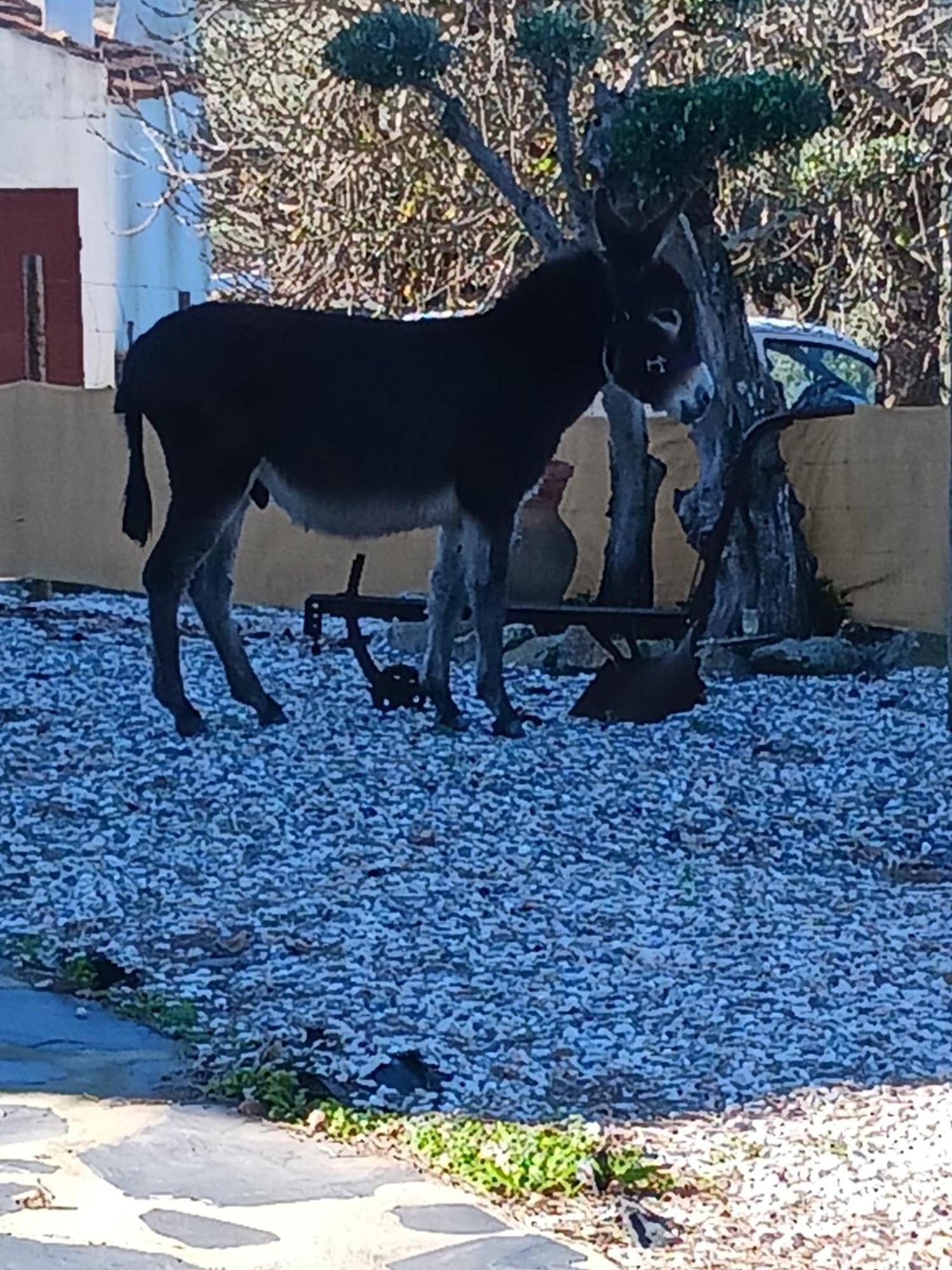 Casa Janeiro Alentejo Βίλα Portalegre Εξωτερικό φωτογραφία